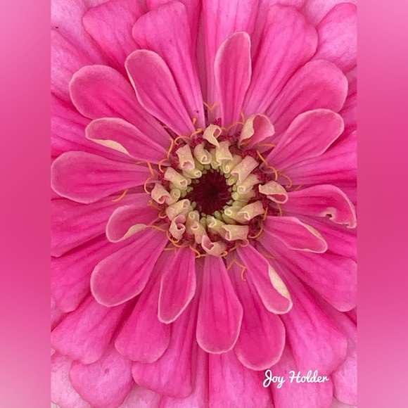 Other - Pink Floral Wall Art Print 8x10